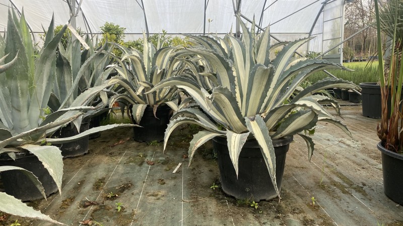 Acheter des agaves bicolores à Bordeaux