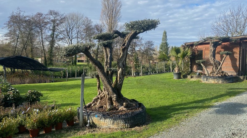 Acheter un olivier plateau à Bordeaux : RDV aux Pépinières de Linas !